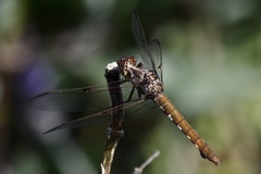 Orthemis nodiplaga
