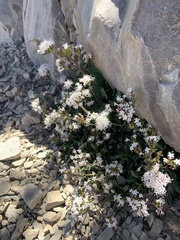 Valeriana acutiloba