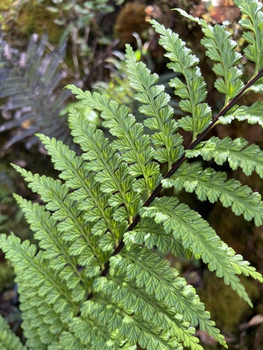 Asplenium acuminatum observed 2022-11-09