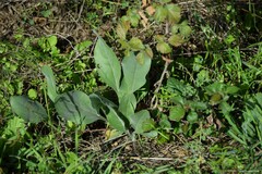 Cynoglossum cheirifolium