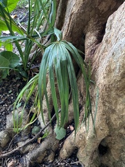 Coryphoideae