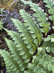 Asplenium acuminatum