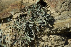 Convolvulus lineatus