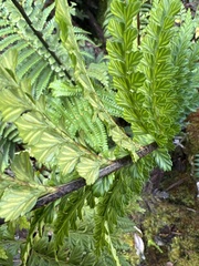 Asplenium acuminatum