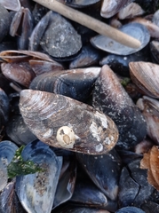 Amphibalanus improvisus