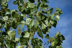 Populus × canadensis