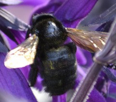 Xylocopa sonorina