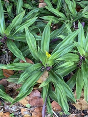Tradescantia spathacea