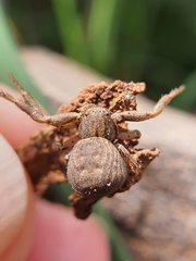 Xysticus
