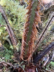 Dryopteris unidentata