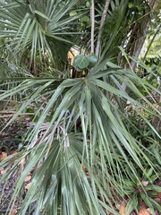 Coryphoideae