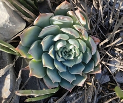 Echeveria