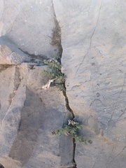 Galium hypotrichium