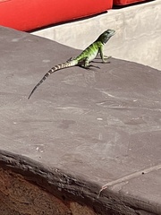 Ctenosaura hemilopha