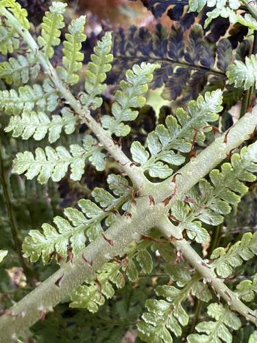 Dryopteris unidentata observed 2022-11-09