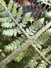 Dryopteris unidentata