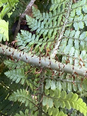 Dryopteris unidentata