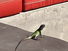 Ctenosaura hemilopha