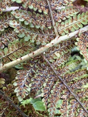 Dryopteris unidentata