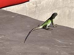 Ctenosaura hemilopha