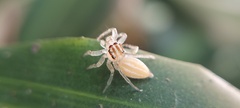 Salticidae