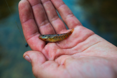 Etheostoma caeruleum