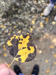 Ciborinia