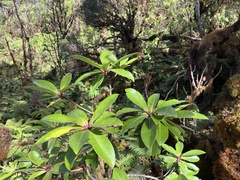 Myrsine lessertiana