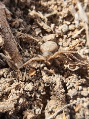 Xysticus