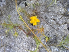 Portulaca rubricaulis