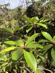 Myrsine lessertiana