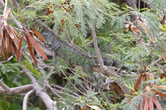 Iguana iguana