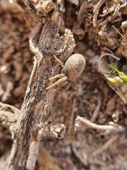 Xysticus