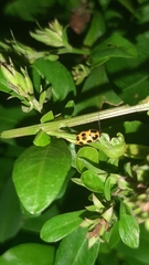 Cryptocephalus