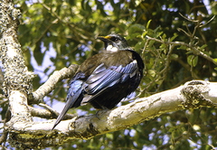 Prosthemadera novaeseelandiae