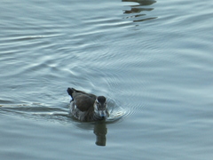 Callonetta leucophrys