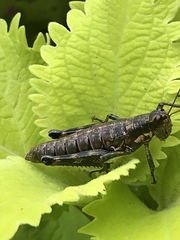 Booneacris glacialis