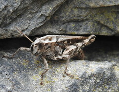 Calliptamus madeirae