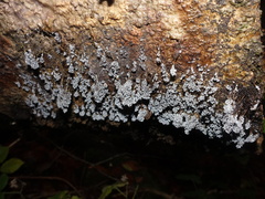 Badhamia utricularis