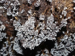 Badhamia utricularis