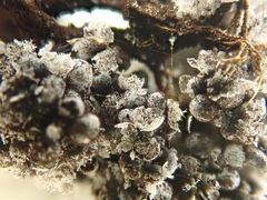 Badhamia utricularis