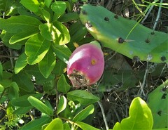 Opuntia stricta