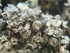 Badhamia utricularis