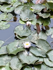 Nymphaea