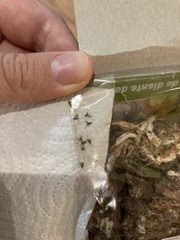 Arthropoda