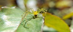 Peucetia