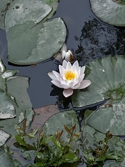 Nymphaea