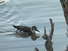 Callonetta leucophrys