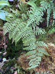Dryopteris glabra