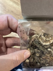 Arthropoda